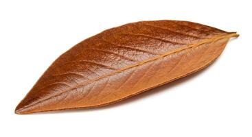 A brown leaf on a white background photo