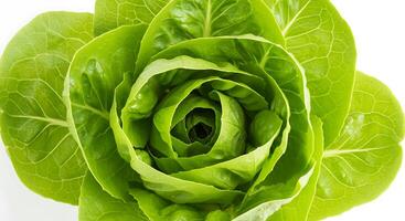 A close up of a green lettuce photo