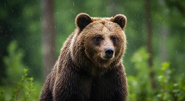 A brown bear is standing in the rain photo
