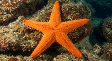 A large orange starfish is sitting on the ocean floor photo