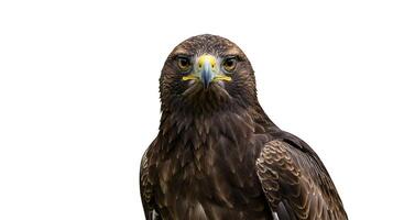 Golden eagle, eagle of the golden eagle family, isolated on white background photo