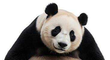 A panda bear sitting on a white background photo