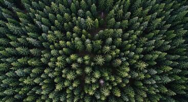 Aerial view of a forest photo