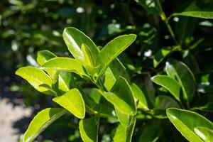 Close-up View of Vibrant Green Leaves on a Shrub in a Sunny Garden During Midday in a Suburban Area photo