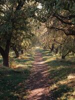 Morning Light Filters Through an Apple Orchard Path Covered in Falling Leaves photo