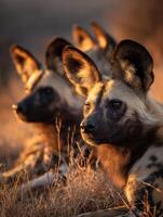 African Wild Dog Pack Resting Peacefully in Warm Light on Grassy Plains During Golden Hour photo