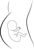 Safe inside mama's belly. vector