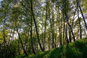 Sunlight filtering through the tall birch trees in a lush green forest, creating a serene and captivating natural landscape. photo