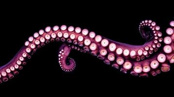 Close up of a vibrant purple octopus tentacle against a dark background. photo