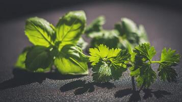 Fresh Green Herbs with Water Droplets Sparkle on Dark Surface. photo