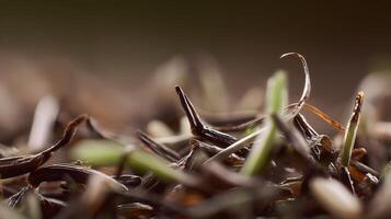 Close Up Macro View Of Wet Wild Rice Grains And Blades. photo