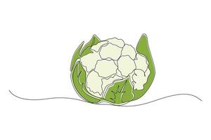 Hand-drawn cauliflower continuous outline . Cauliflower line art drawing vector