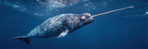 Narwhal Swimming Underwater With Its Tusk Extended in a Serene Ocean Environment photo