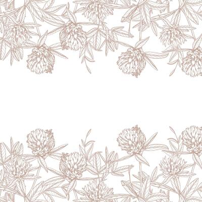 Frame of clovers. Meadow flower ink illustration. Handmade ink art work.