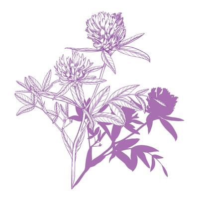 Clover and its shadow. Meadow flower ink illustration. Handmade ink art work.