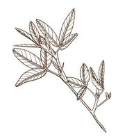 Clover banch. Meadow flowers ink illustration3 vector