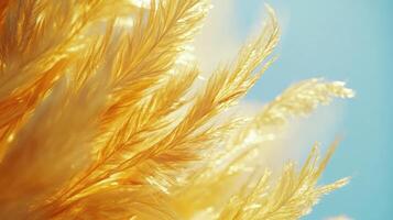 A close up of a golden feather on a blue sky photo
