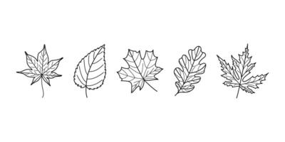 Outline Autumn Leaves Set Hand Drawn Black and White Line Art for Coloring and Seasonal Designs vector