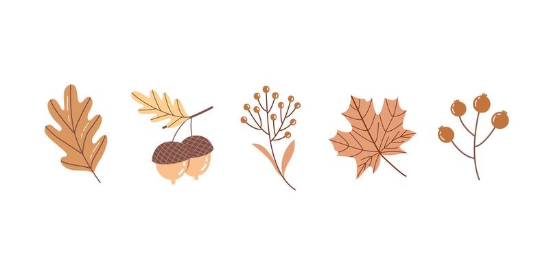 Hand Drawn Autumn Leaves and Botanical Elements Set Oak, Maple, Acorn and Berries Illustration