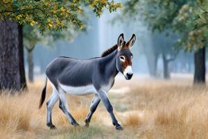 Donkey walking in the field under oak branches photo