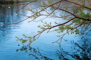 Fresh green leaves and water drops reflecting in a pond during a rainy spring day photo