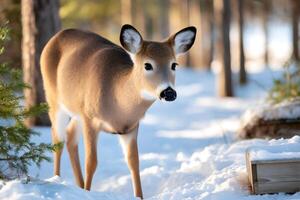 White-tailed deer walking in the snow in a winter forest photo