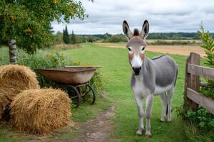 Donkey standing in green field near wooden fence and hay bales photo