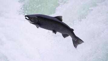 Powerful Salmon Leaps Through Rushing Water in Natural Habitat. photo