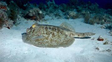 Camouflaged Flatfish Resting on Sandy Ocean Floor. photo