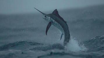 Majestic Marlin Leaps From Stormy Seas in Dramatic Display. photo