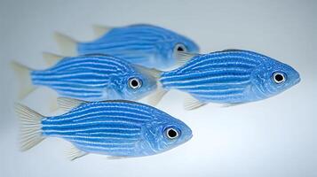 Four Striking Blue Fish Swimming Together in a Clean Studio Setting. photo