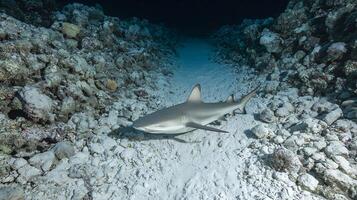Shark glides through shallow blue ocean reef with sandy seabed. photo