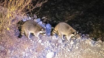 Two Raccoons Foraging Near Water at Night Under a Bright Light. photo