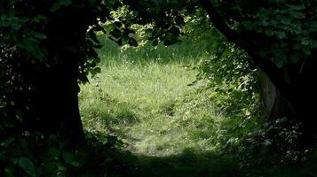 Pathway Through Green Leaves to a Sunny Meadow Scene. photo