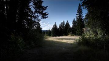 Path Through The Woods With Sunny Meadow And Blue Sky Above. photo