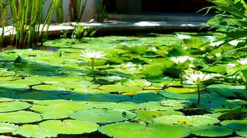 Serene Lily Pad Pond with Blooming White Water Lilies in Sunlight. photo