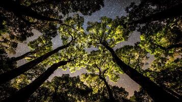 Looking Up Through Lit Forest Trees at a Starry Night Sky. photo
