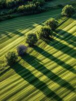 Aerial view of meadow with trees casting long shadows photo
