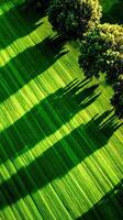 Green field with trees casting shadows in rural countryside photo
