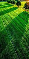 Aerial view of green field with trees during summer sunset photo