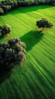 Lush green field in Tuscany with oak trees at sunrise photo