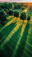 Trees cast shadows on green grass field at golden hour in Park photo