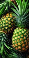 Green pineapples, dark spikes photo