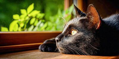Black cat rests near bright window, enjoying sunlight and leaves photo