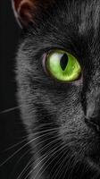 Close up of a striking black cat with bright green eye photo