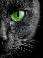 Close-up shows a cat's intense gaze with a bright green eye photo