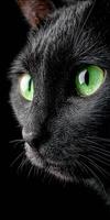 Close up portrait of black cat with mesmerizing green eyes photo