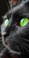 Close-up of black cat with striking green eyes staring photo