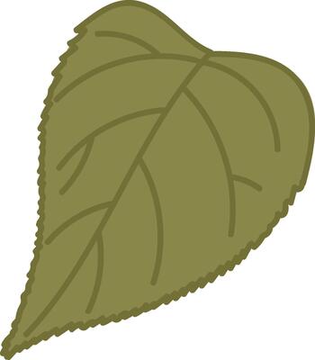 Detailed Leaf with Veins