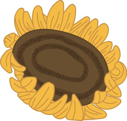 Sunflower Head with Seeds